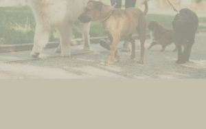 Loisirs avec son chien