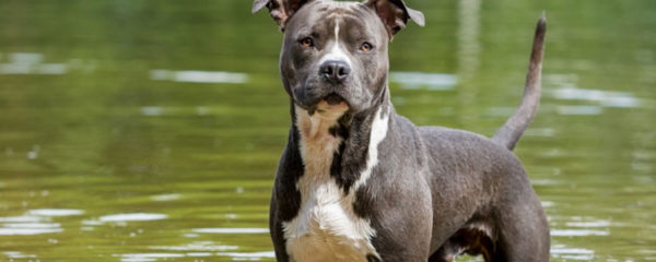 American Staffordshire