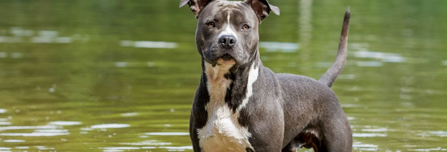 American Staffordshire